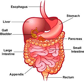 Study notes on "THE DIGESTIVE SYSTEM" (Part-I) |_3.1