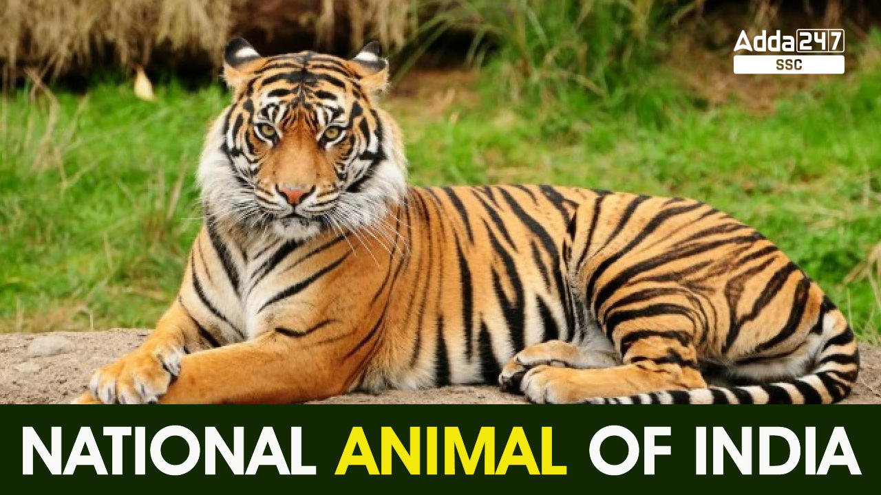 national-animal-of-india-royal-bengal-tiger