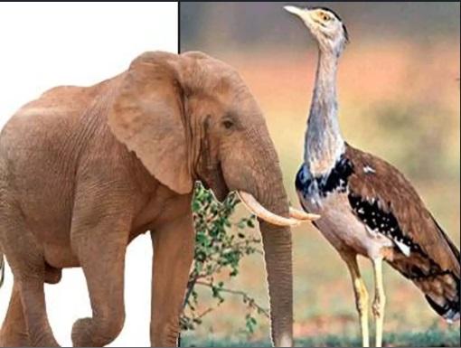 Elephant and Indian Bustard to be included in India's global conservation list_30.1