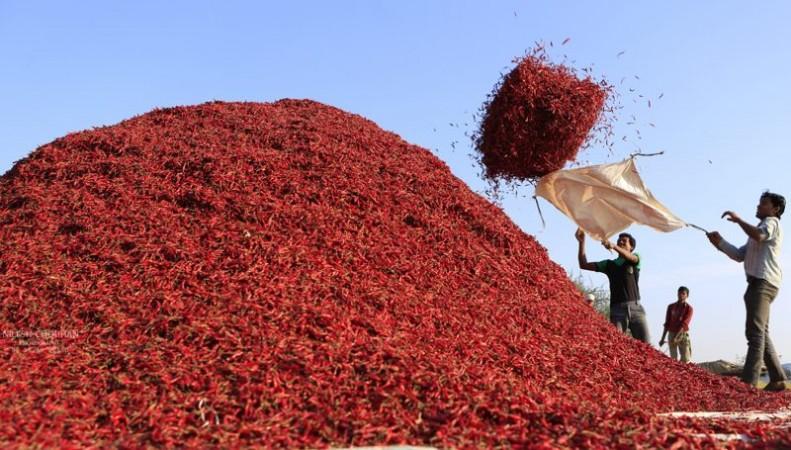 Madhya Pradesh: Chilli Festival begins in Khargone district_30.1