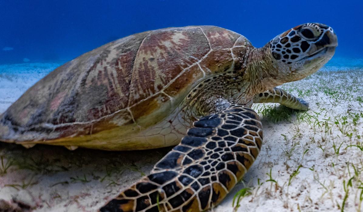 World Turtle Day celebrated on 23 May_30.1