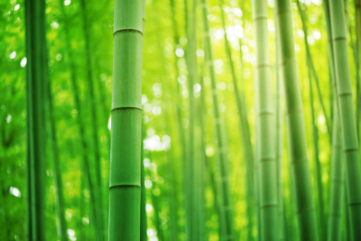GoI increases customs duty on bamboo from 10% to 25%_30.1