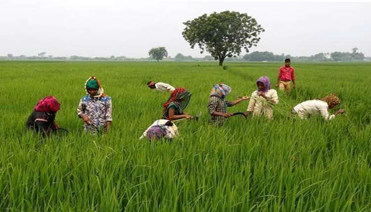 Odisha Govt launches 'Balaram Yojana' to provide crop loan_30.1