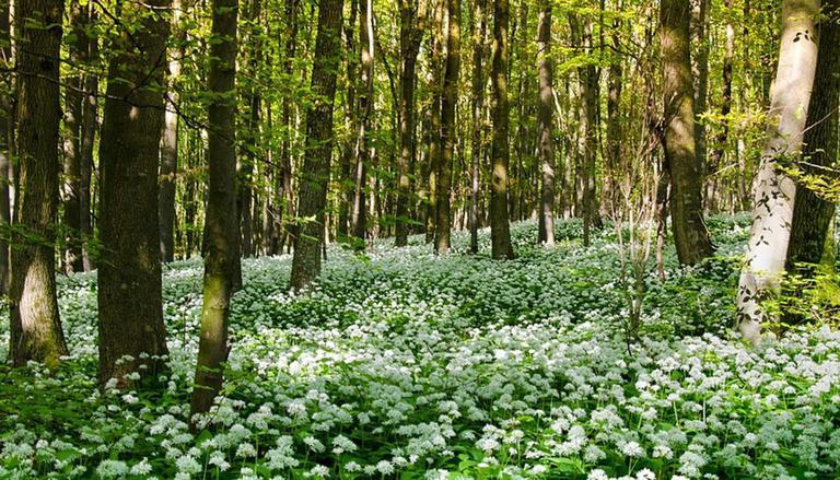 India's highest herbal park inaugurated in Uttarakhand_30.1