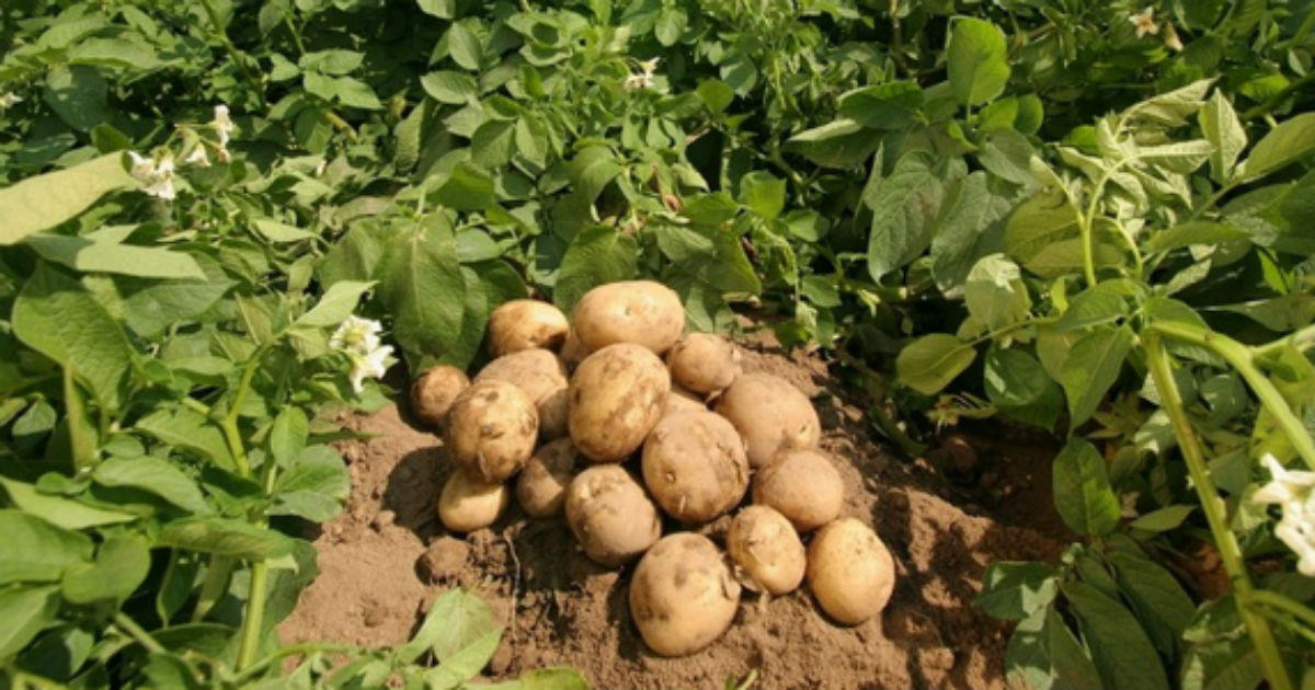 Punjab became 1st Indian state to approve Tissue Culture-Based Seed Potato Rules_30.1