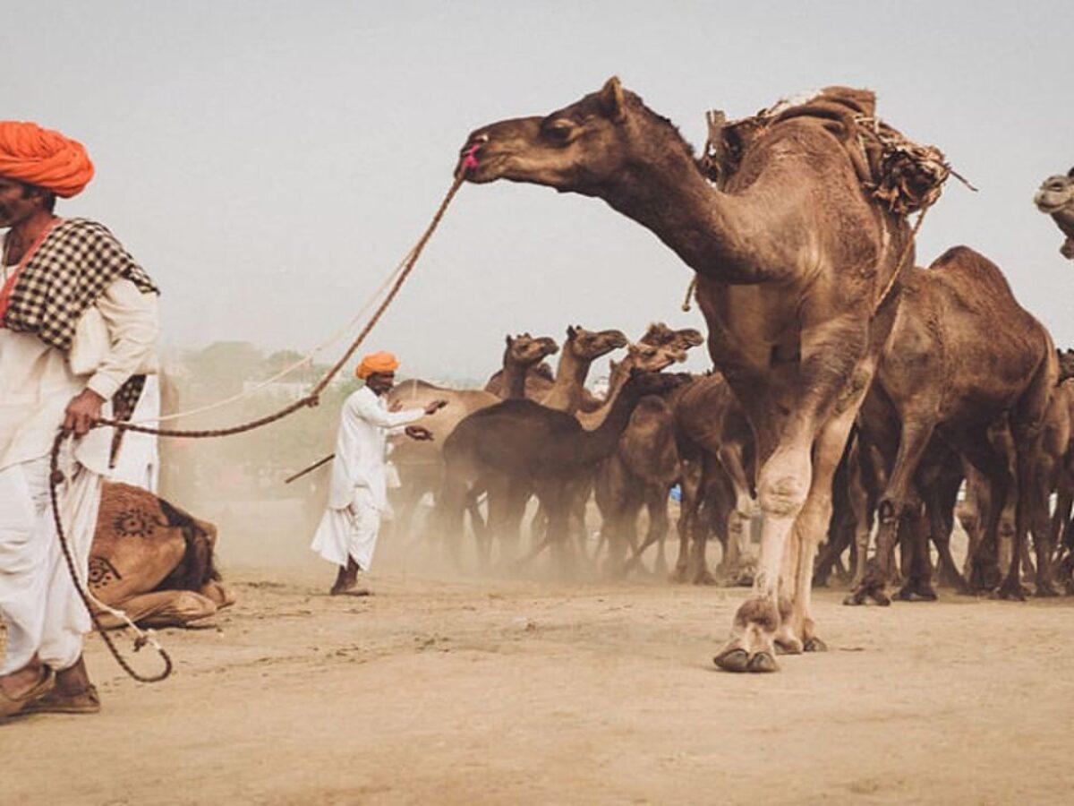 Rajasthan govt announces 'Camel Protection and Development Policy'_30.1