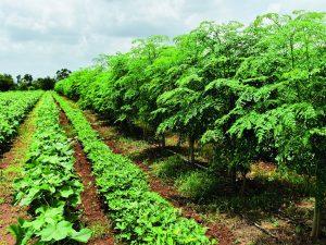 Carbon Neutral Farming: Kerala becomes first state to CNF methods_40.1