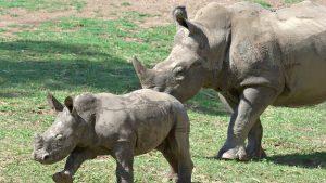 First wildlife bond issued by World Bank to save Africa's black rhino_40.1