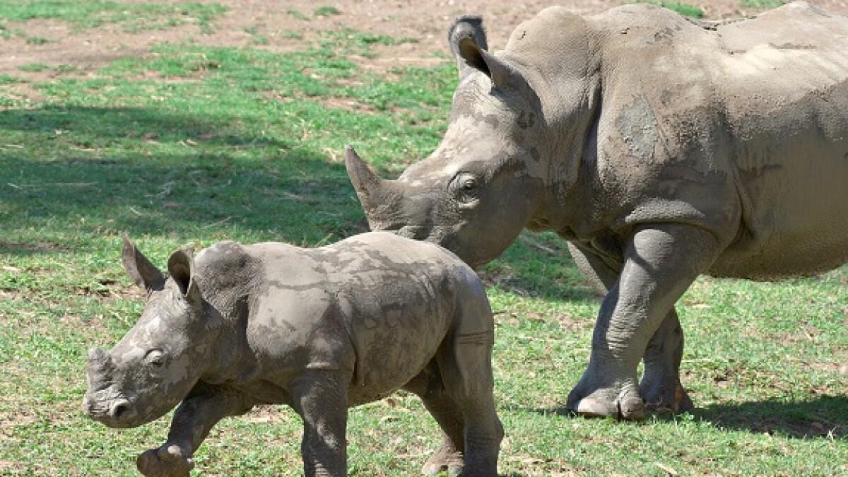 First wildlife bond issued by World Bank to save Africa's black rhino_30.1
