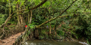 Living Root Bridges of Meghalaya included tentative list of World Heritage Sites_40.1