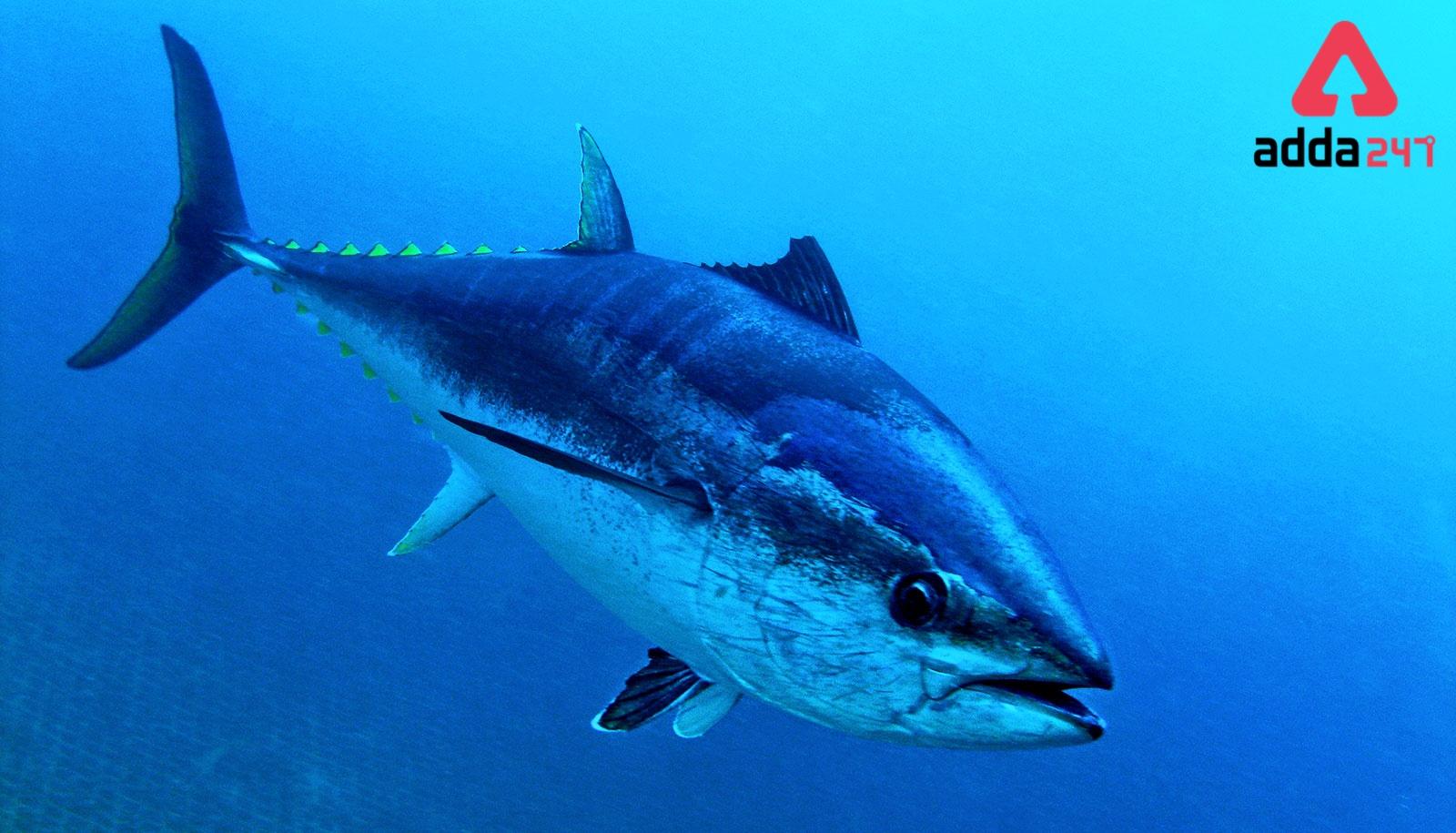 World Tuna Day observed 2022 On 2nd May every year 2022_30.1