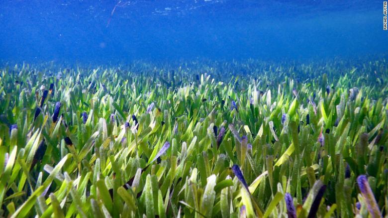 Posidonia: World's biggest plant discovered off Australian coast_30.1