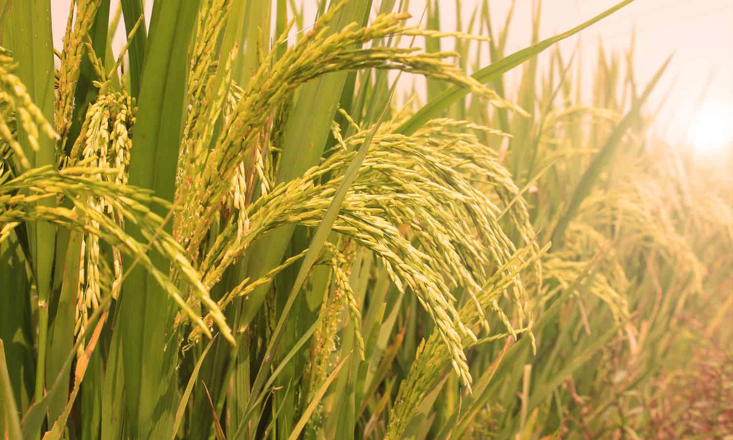 Uttarakhand: Project to boost rain-fed agriculture approved by World Bank_30.1