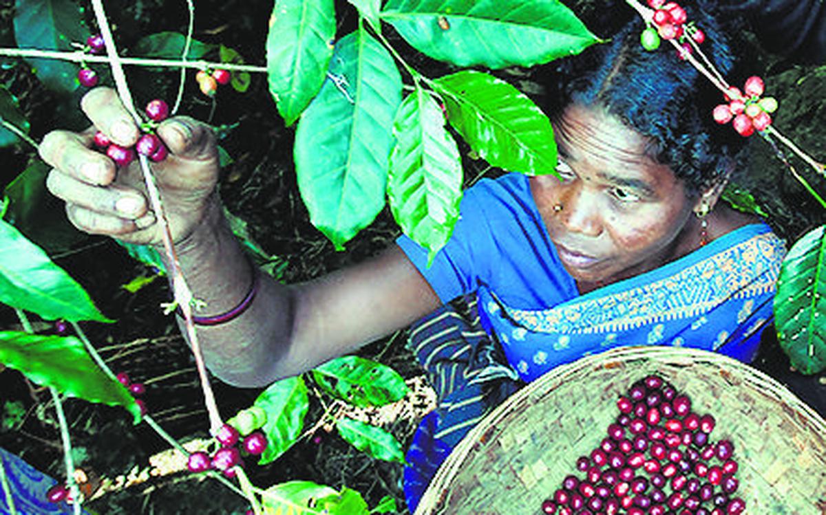 Coffee Board to collaborate with ISRO to develop climate-resistant varieties_30.1