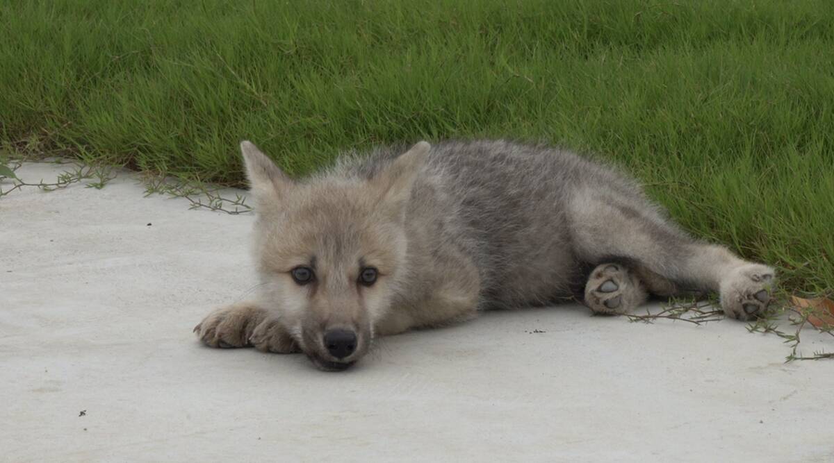 Chinese Scientists create world's first cloned wild Arctic wolf 'Maya'_30.1