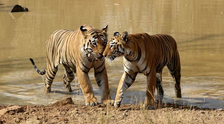 Uttar Pradesh govt gives nod to Bundelkhand's first tiger reserve_30.1