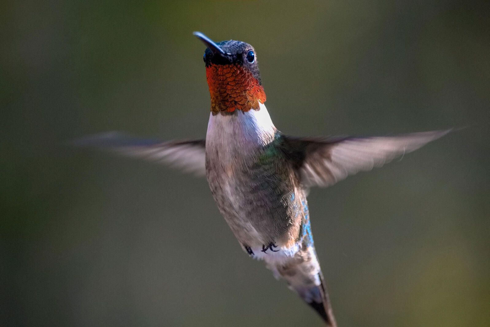 World Migratory Bird Day 2022 celebrates on 8th October_30.1