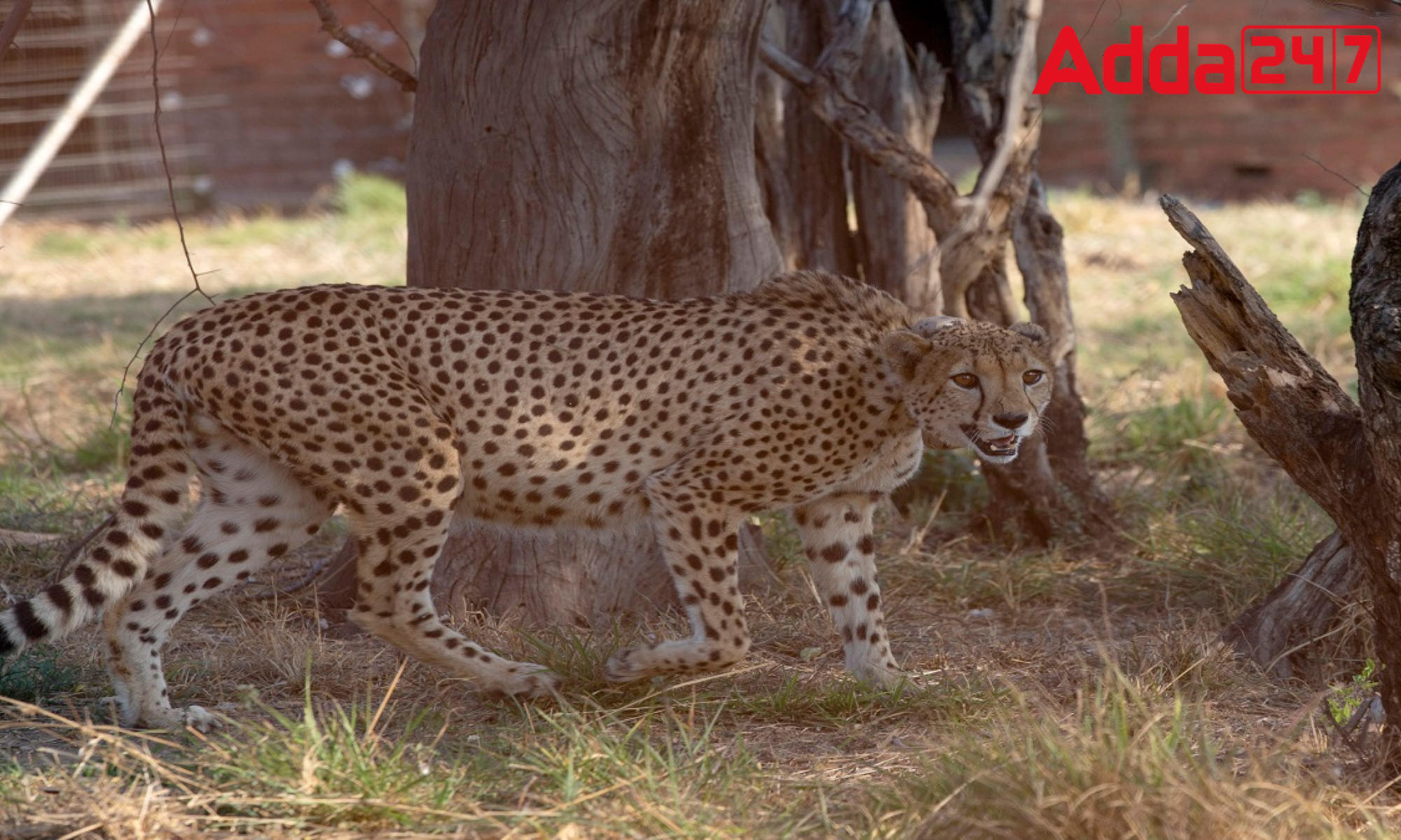 Cheetah Introduction Project Monitoring: Centre set up 9-member task force_30.1