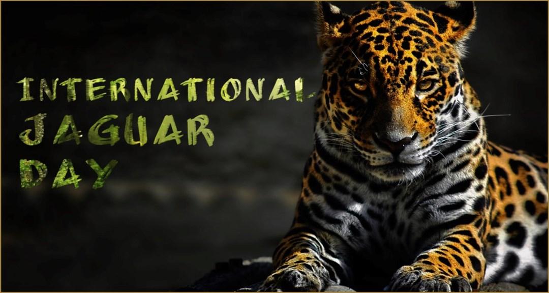 International Jaguar Day 2022: 29 November_30.1