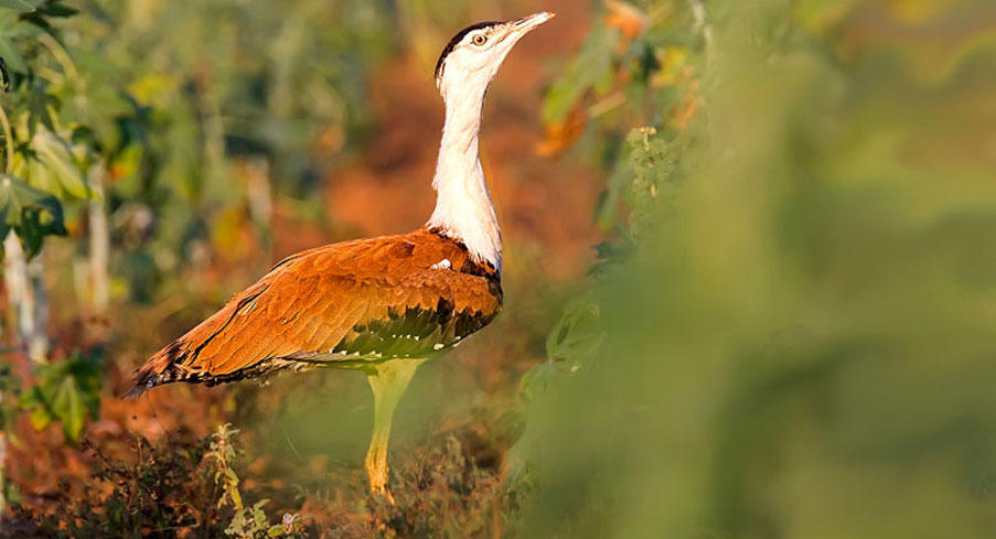 Great Indian bustard  Natural History, Conservation Status