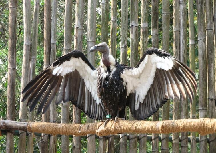 World's first Asian King Vulture conservation and breeding center to be inaugurated in Uttar Pradesh_30.1