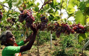 Tamil Nadu's Cumbum grapes get GI tag_40.1