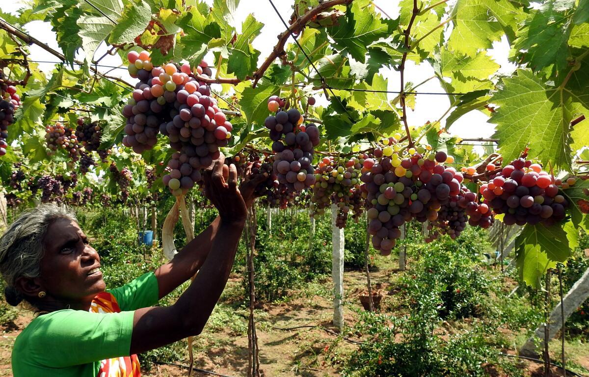 Tamil Nadu's Cumbum grapes get GI tag_30.1