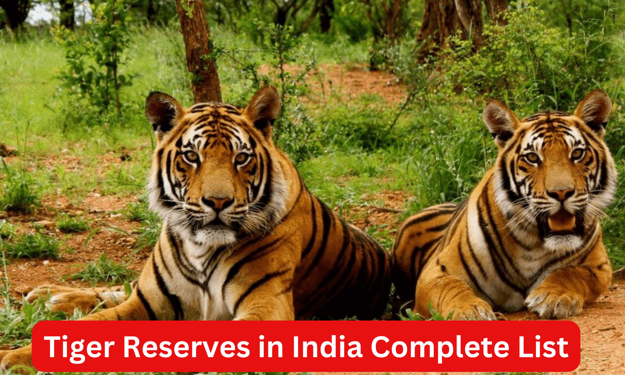 Tiger Reserves in India Complete List and Importance_30.1