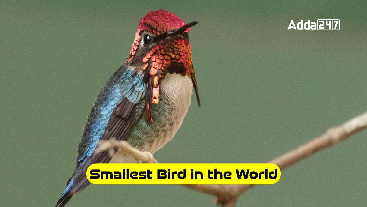 Smallest Bird in the World_30.1