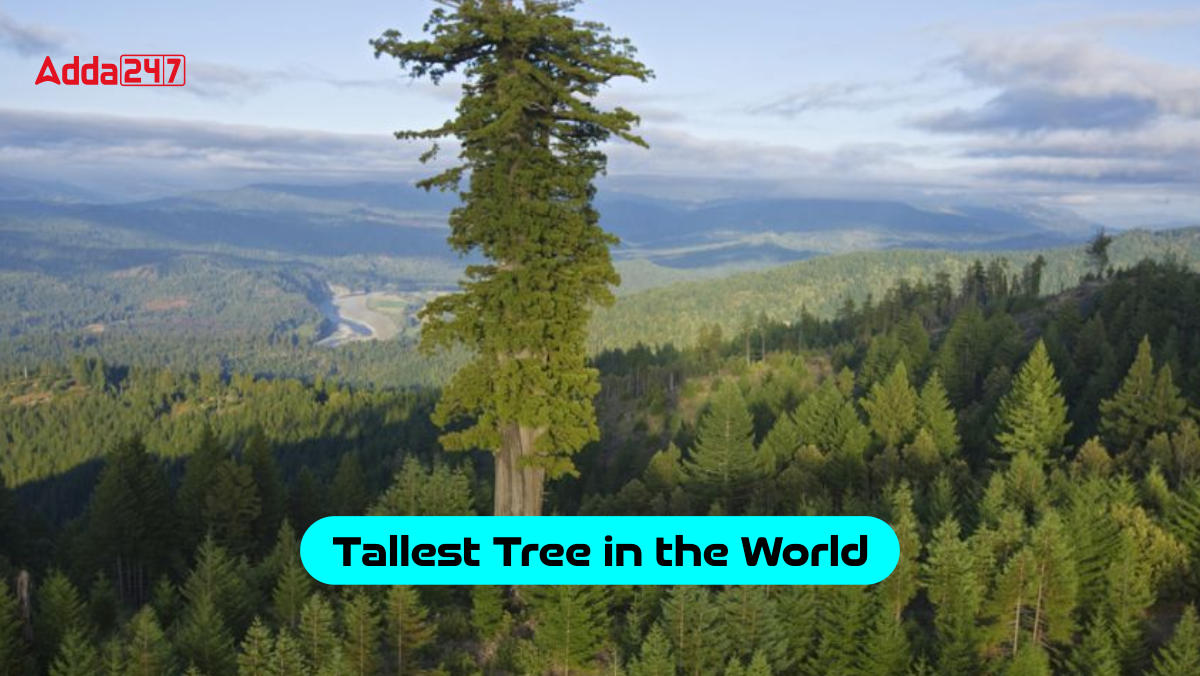 Tallest Tree in the World, List of Top-10_30.1