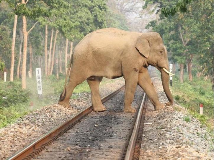 Tamil Nadu's AI-Powered Elephant Protection System Aims to Prevent Train Collisions_30.1