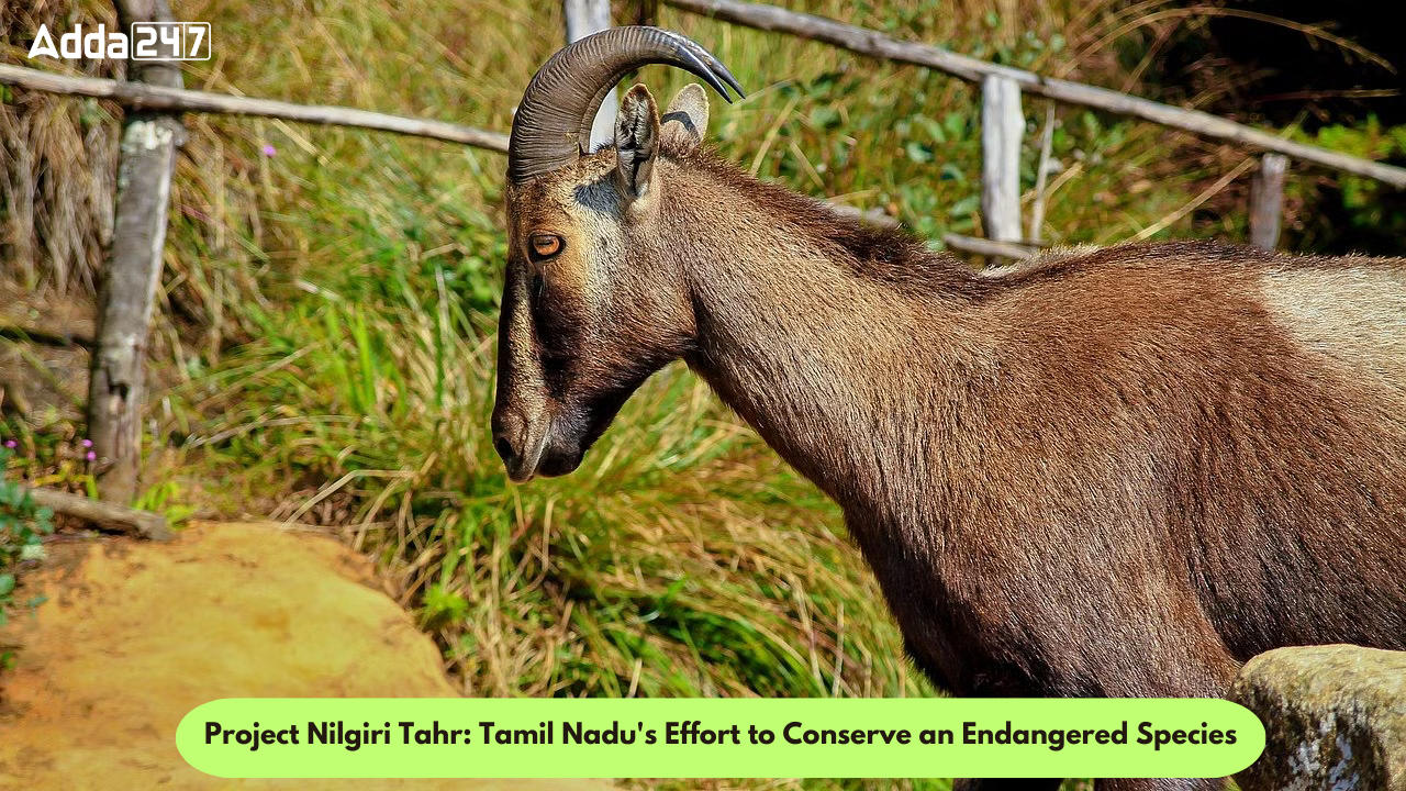 Project Nilgiri Tahr: Tamil Nadu's Effort to Conserve an Endangered Species_30.1