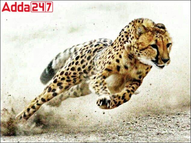 भारत में 70 साल बाद होगी चीतों की वापसी |_20.1