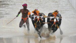 बेंगलुरू: कम्बाला दौड़ का मेजबान