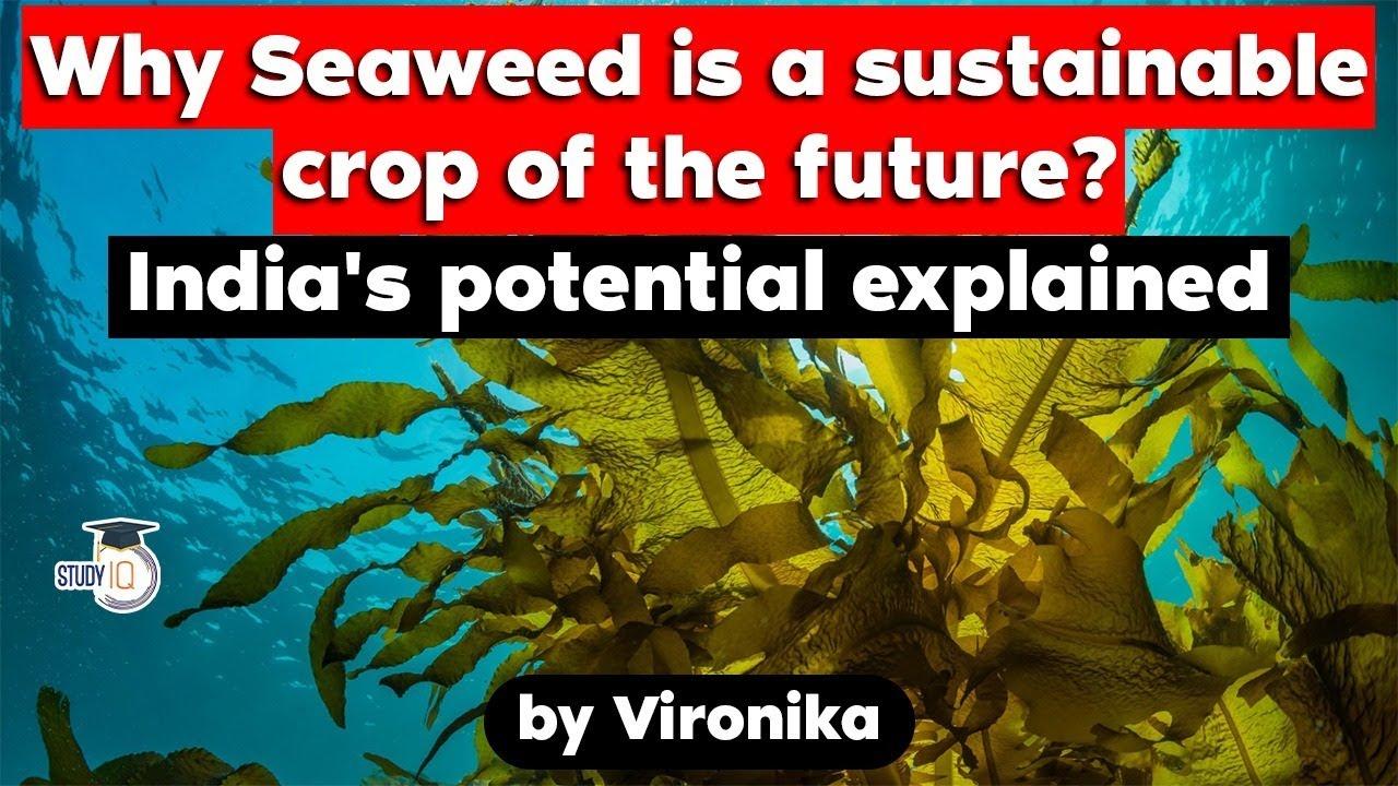 Why Seaweed Is A Sustainable Crop Of The Future India S Potential   Weed 