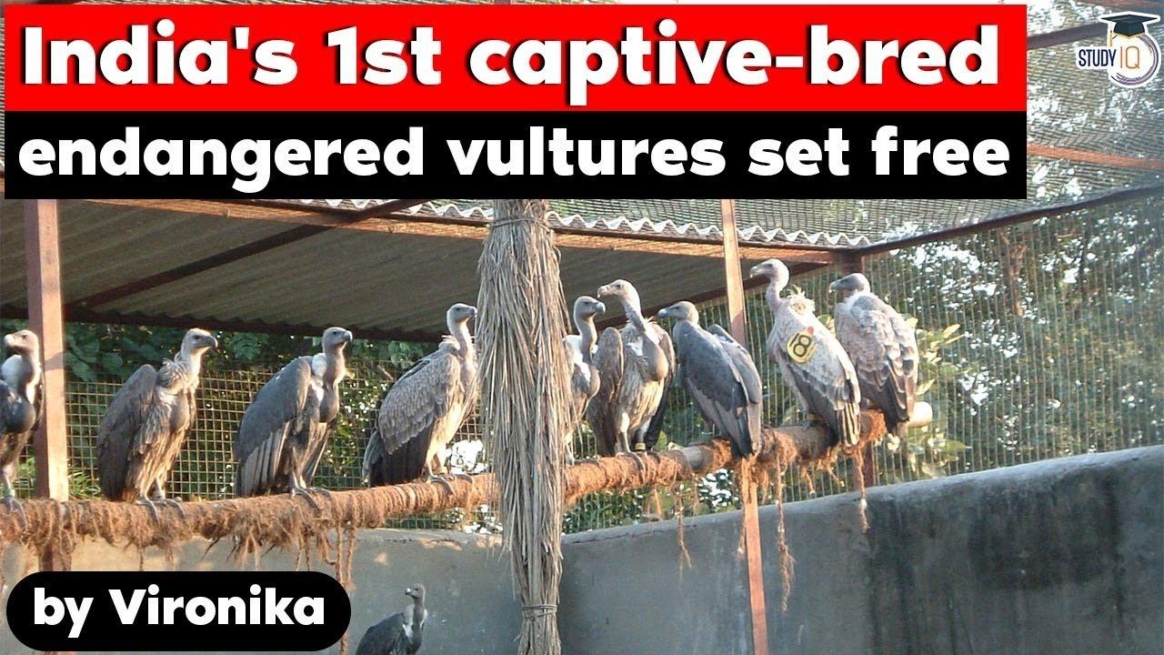 India's First Captive-Bred Endangered Vultures Set Free – Free PDF Download