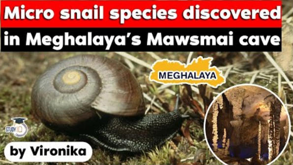 Micro Snail Species Discovered In Meghalaya's Mawsmai Cave – Free PDF ...