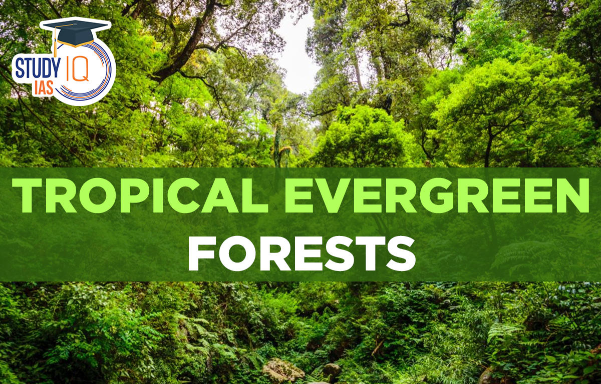 Tropical Evergreen Forests in India, Map, Types, Characteristics