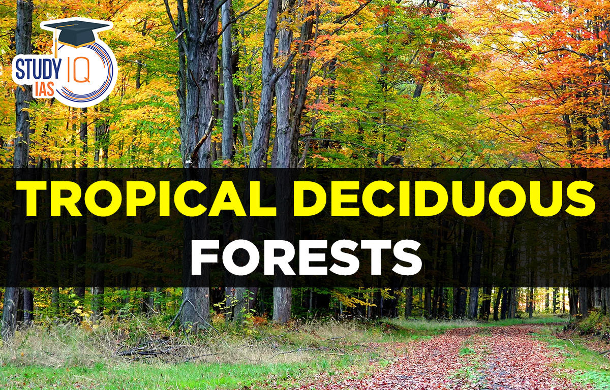 Tropical Deciduous forests