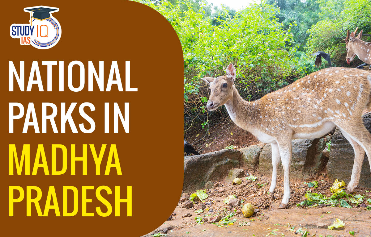 National Parks in Madhya Pradesh List 2023, Name, Map, Features