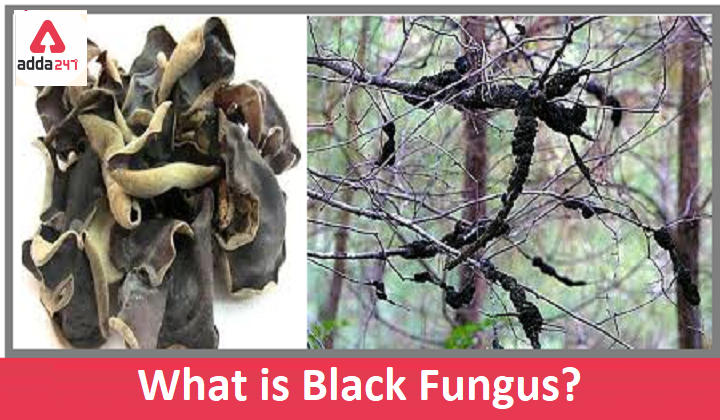 What is Black Fungus?_30.1