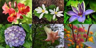കൊല്ലാൻ കഴിയുന്ന ഇന്ത്യയിലെ 8 വിഷ സസ്യങ്ങൾ(8 Poisonous Plants In India That Can Kill)_30.1
