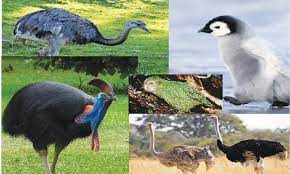 പറക്കാൻ കഴിയാത്ത 5 പക്ഷികൾ(5 birds that can't fly)_30.1
