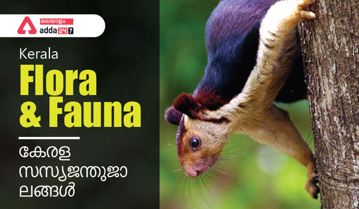 Kerala Flora and Fauna, Wildlife, Details | Kerala GK_30.1