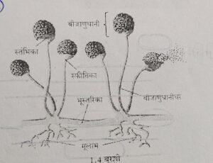 सूक्ष्मजीव आणि वनस्पती: सजीवांचे वर्गीकरण भाग 1, ZP भरतीसाठी अभ्यास साहित्य_70.1