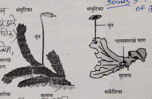 सूक्ष्मजीव आणि वनस्पती: सजीवांचे वर्गीकरण भाग 1, ZP भरतीसाठी अभ्यास साहित्य_140.1