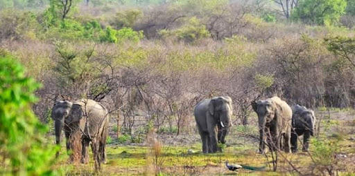 महाराष्ट्रातील वने व वनांचे प्रकार, राष्ट्रीय उद्याने आणि अभयारण्ये, ZP भरती 2023 साठी अभ्यास साहित्य_110.1