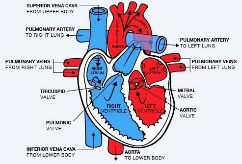 Blood Circulatory System: Blood Vessels, Human blood and Heart, Talathi Bharti Study Article_90.1