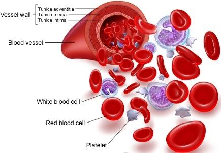Blood Circulatory System: Blood Vessels, Human blood and Heart, Talathi Bharti Study Article_60.1