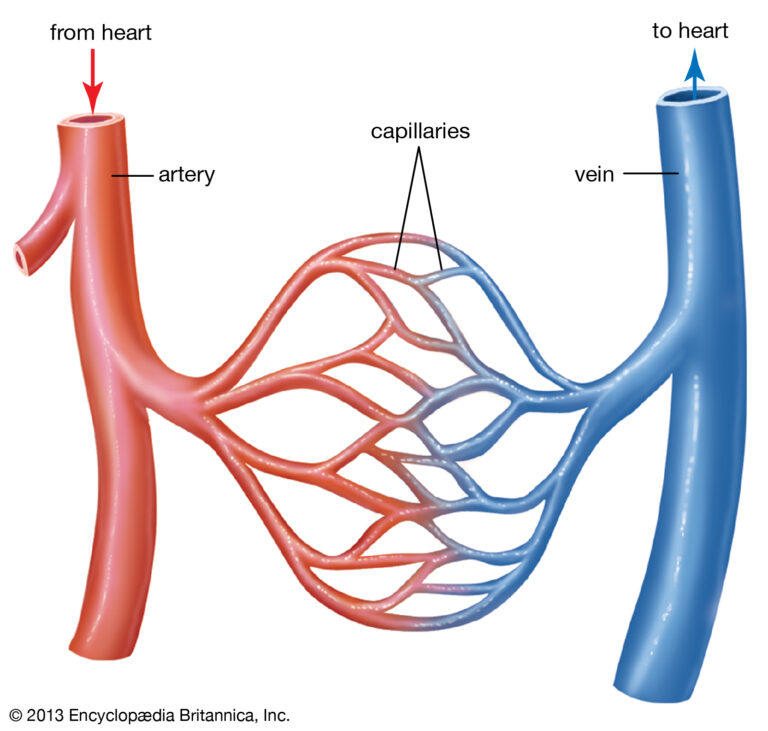 Blood Circulatory System: Blood Vessels, Human blood and Heart, Talathi Bharti Study Article_50.1